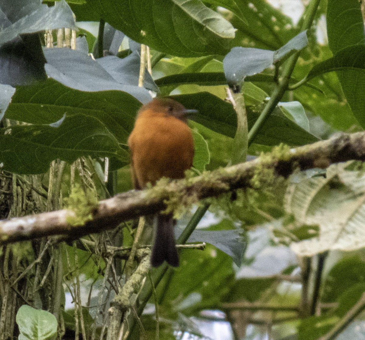 Cinnamon Flycatcher - Raúl Castillo Albadan