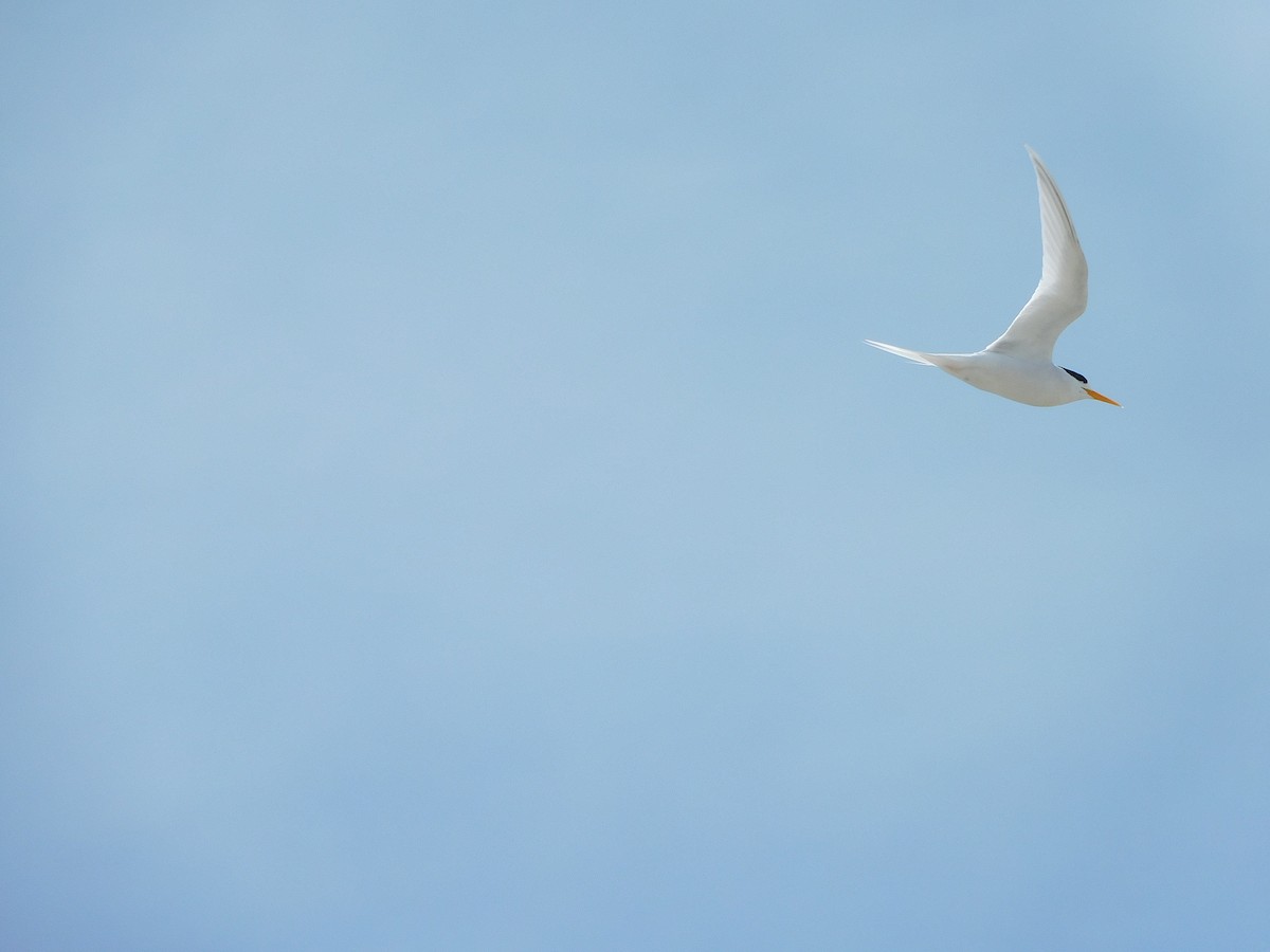 Australian Fairy Tern - George Vaughan