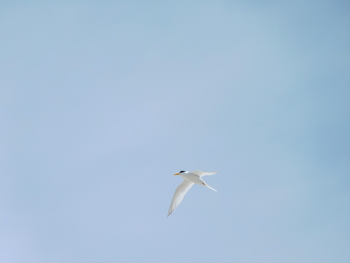 Australian Fairy Tern - ML611751053