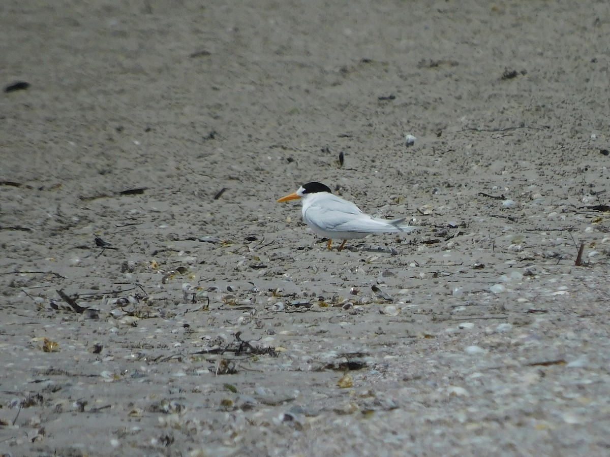 Australian Fairy Tern - ML611751063