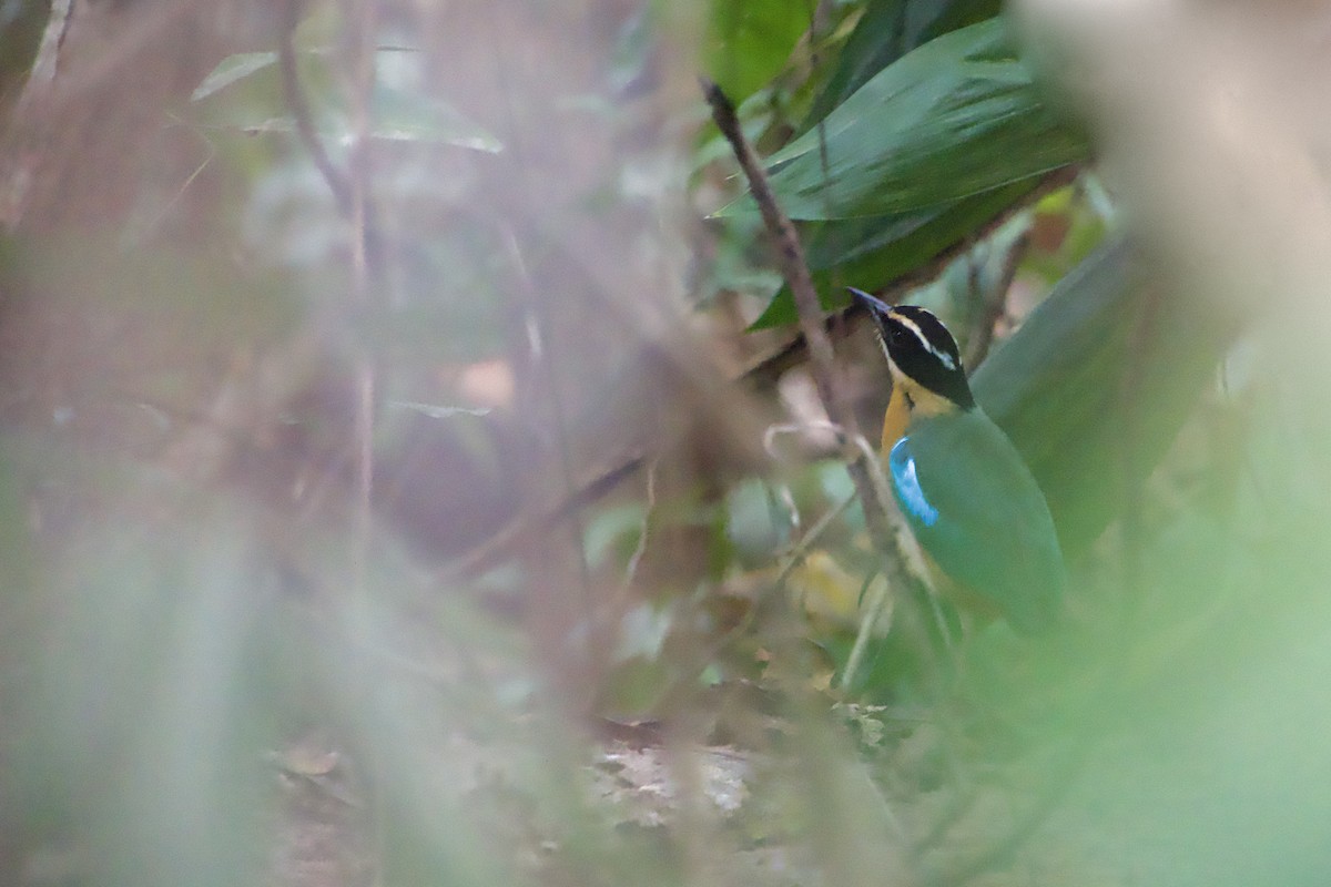 Banda Sea Pitta - ML611751149