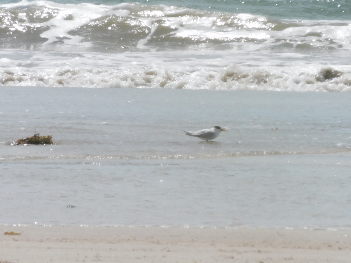 Little Tern - ML611751152