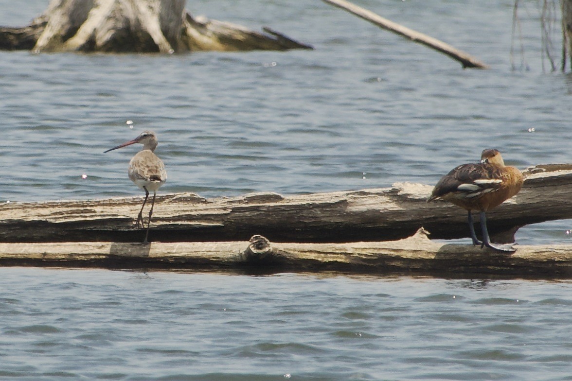 Black-tailed Godwit - ML611751159