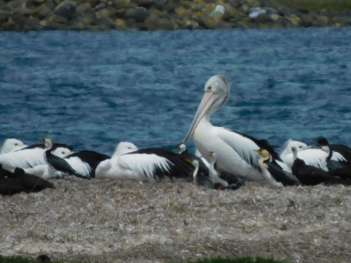 pelikán australský - ML611751169