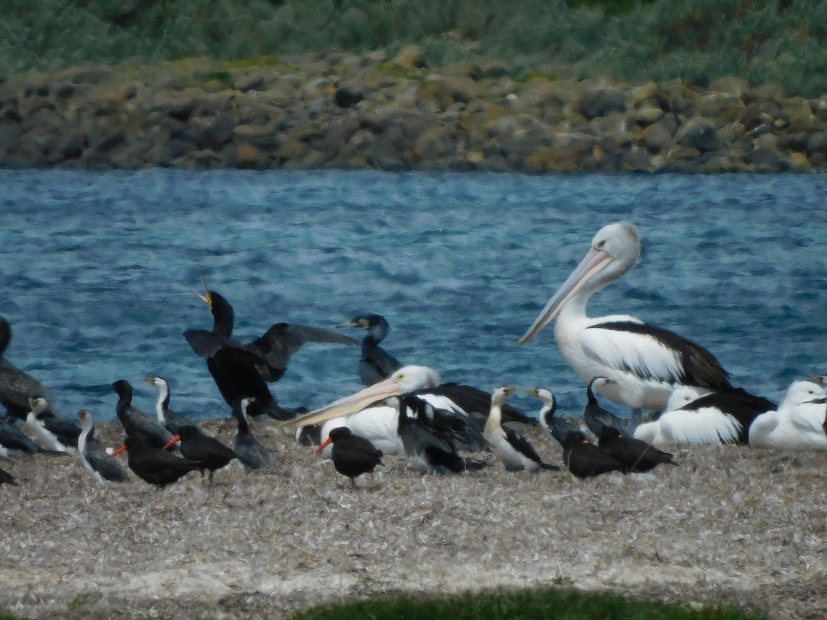 pelikán australský - ML611751176