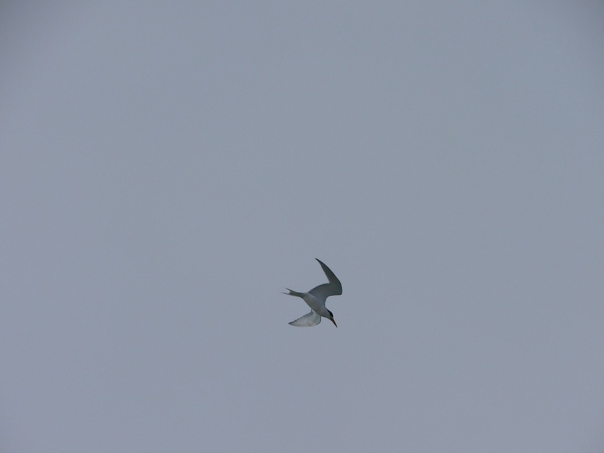 Great Crested Tern - ML611751201