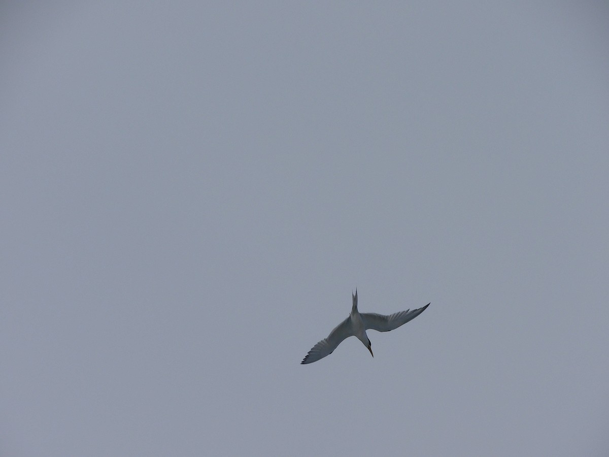 Great Crested Tern - ML611751205