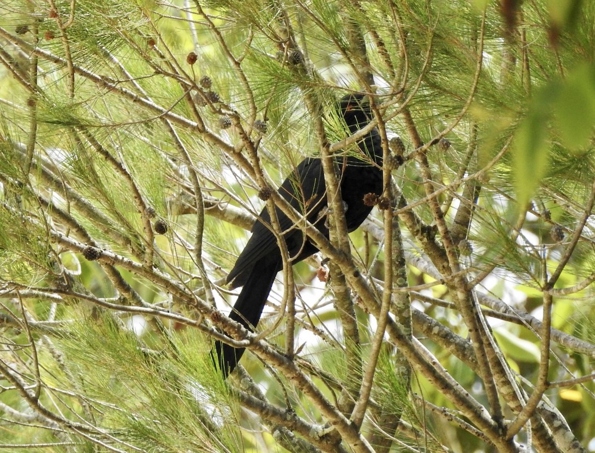 Pasifik Koeli (cyanocephalus/subcyanocephalus) - ML611751229