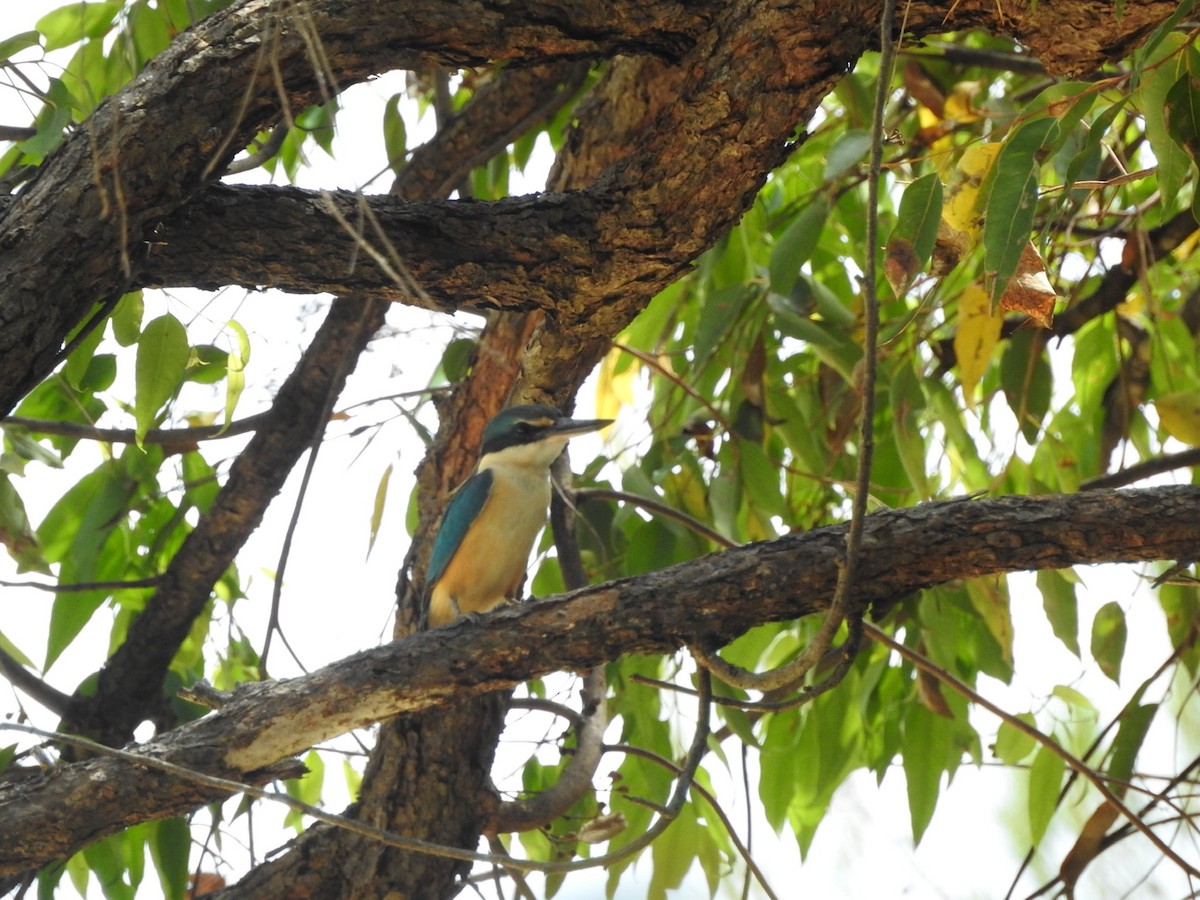 Sacred Kingfisher - ML611751235