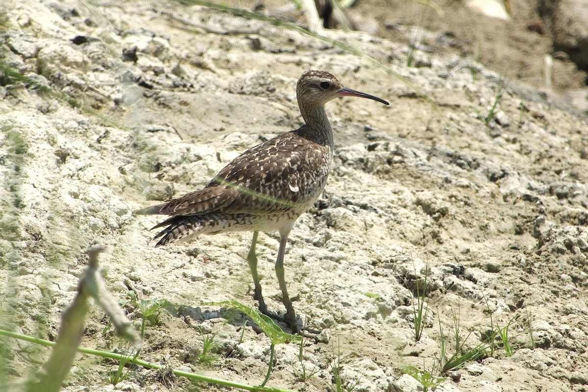 Zwergbrachvogel - ML611751299