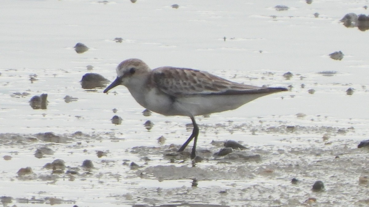 Rotkehl-Strandläufer - ML611751327