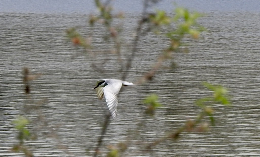 Whiskered Tern - ML611751344