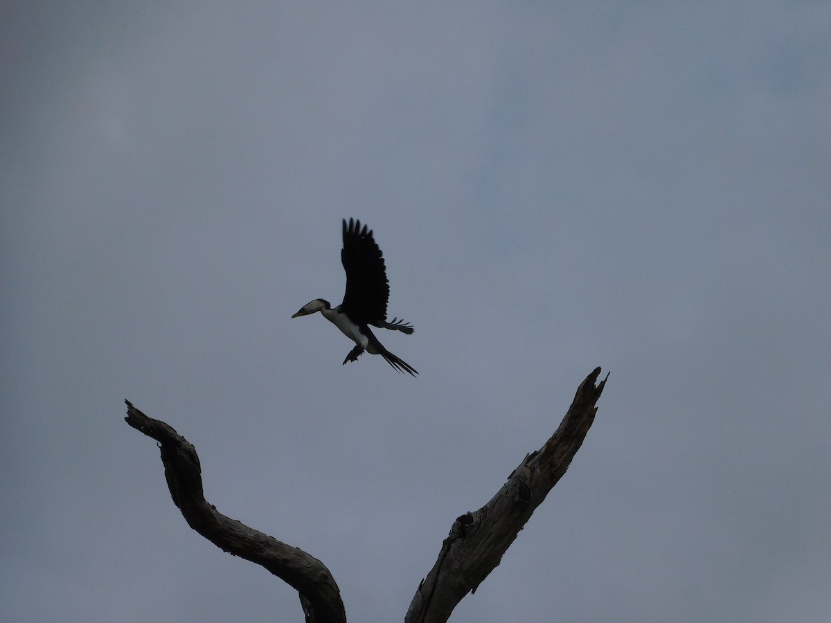 Little Pied Cormorant - ML611751367