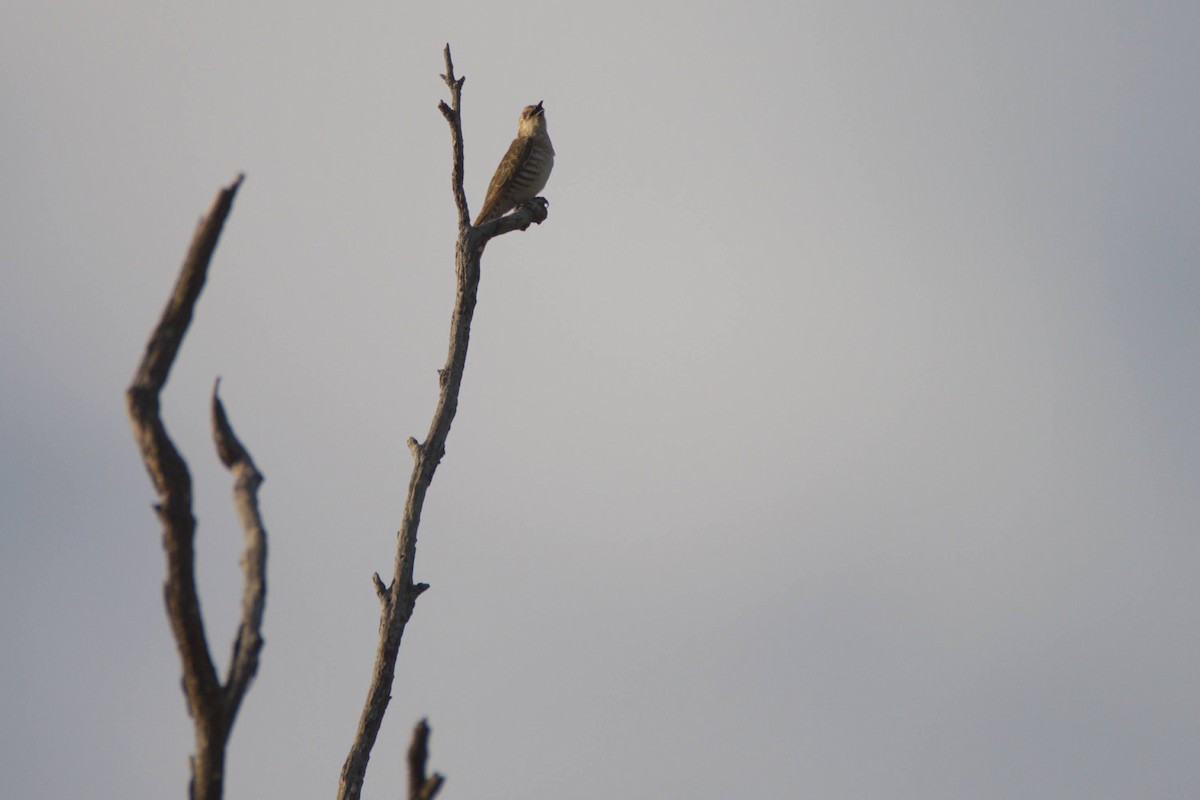 Horsfield's Bronze-Cuckoo - ML611751373