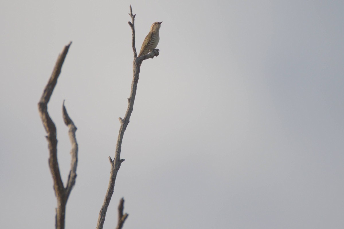 Horsfield's Bronze-Cuckoo - ML611751374