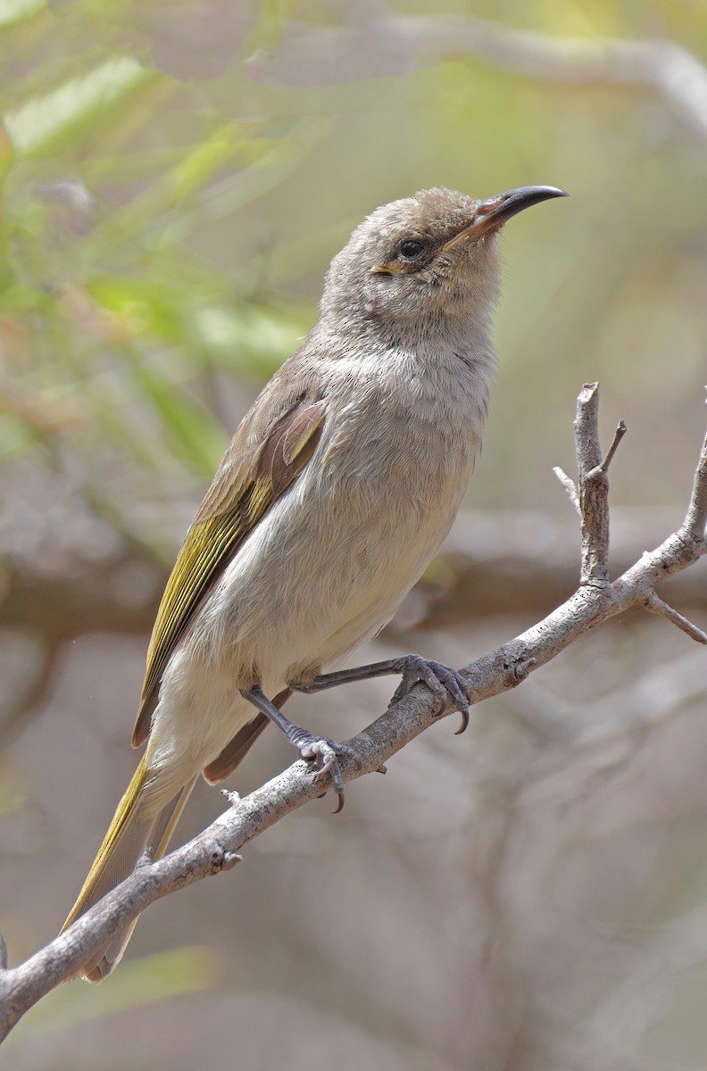 Brown Honeyeater - ML611751387