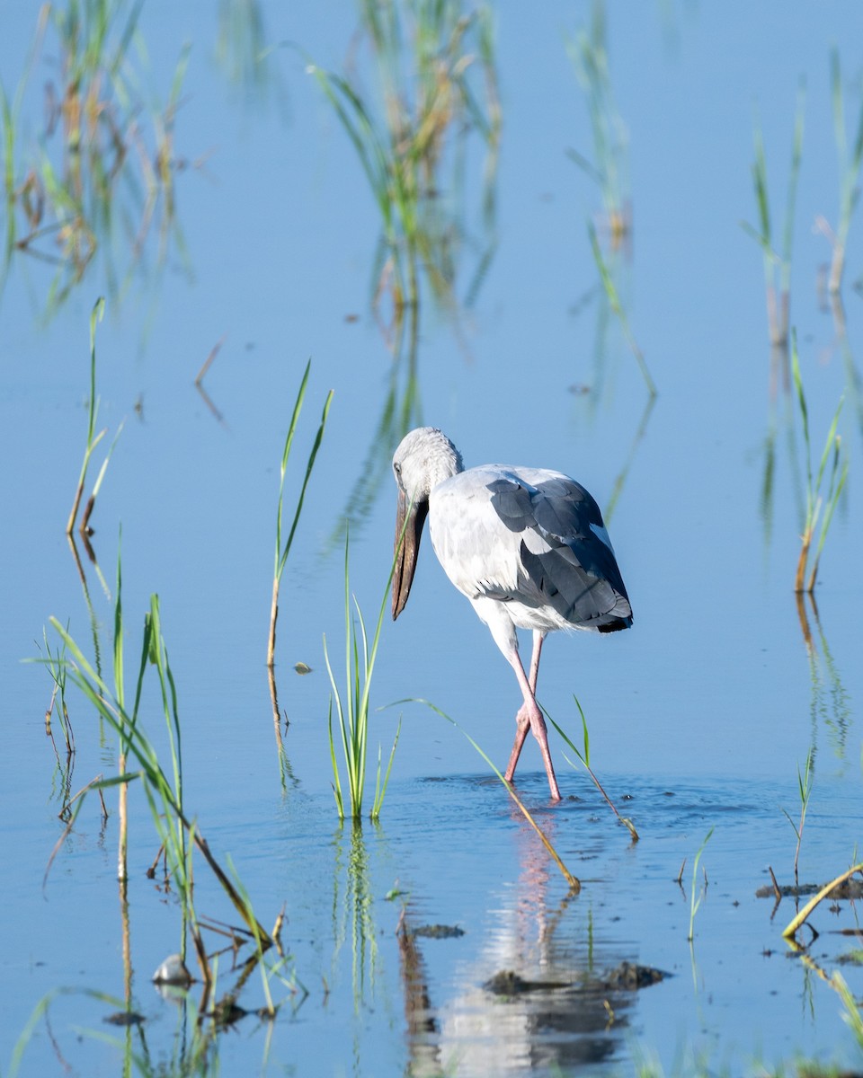 Asian Openbill - ML611751391