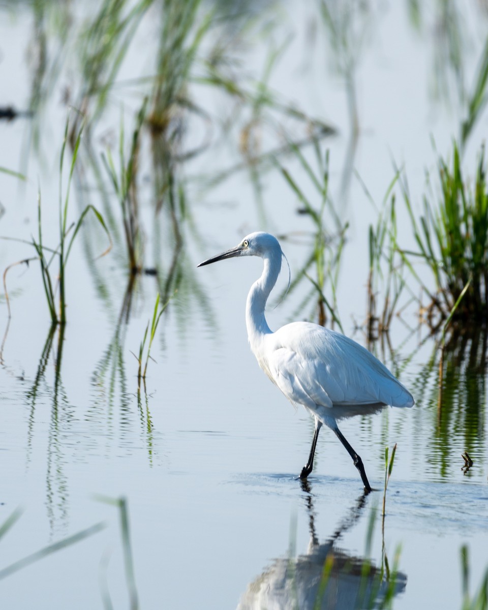 Little Egret - ML611751403