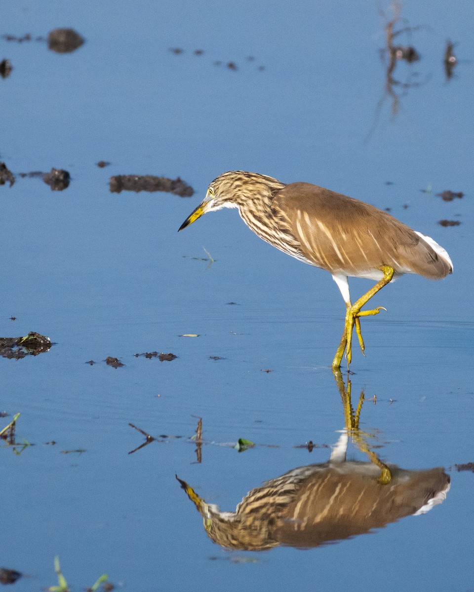 Indian Pond-Heron - ML611751411