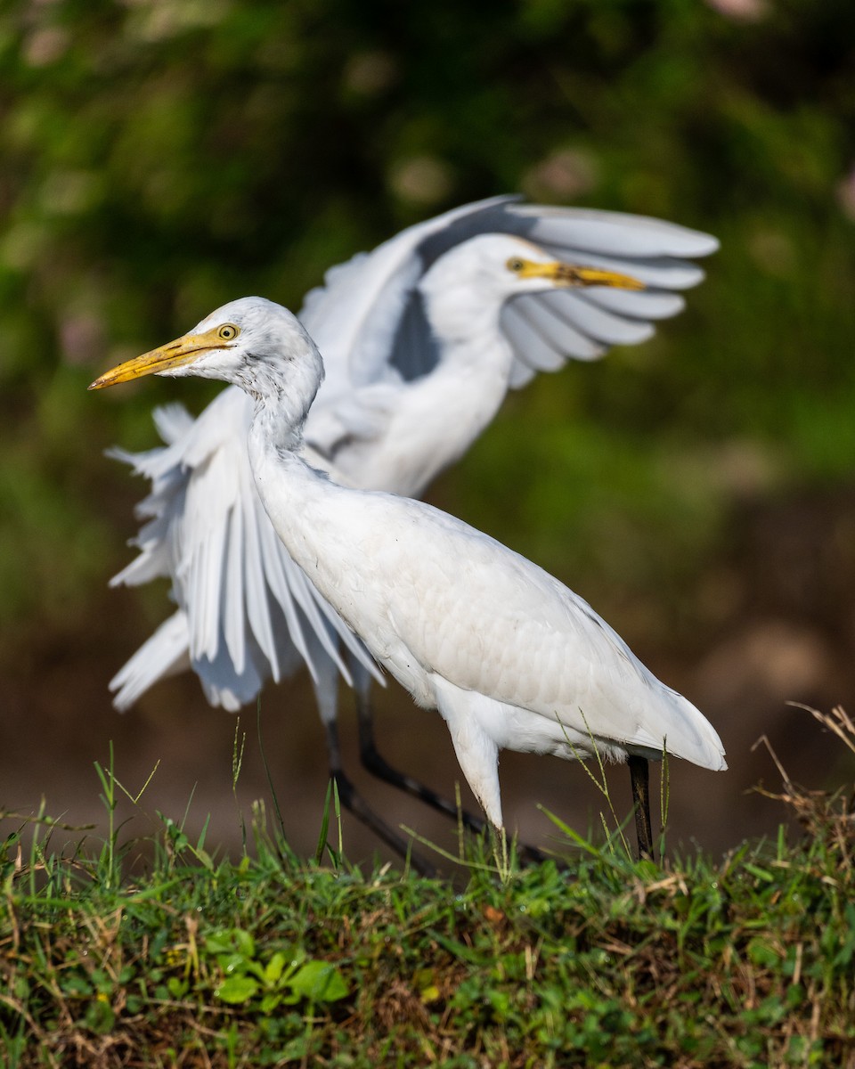 Great Egret - ML611751416