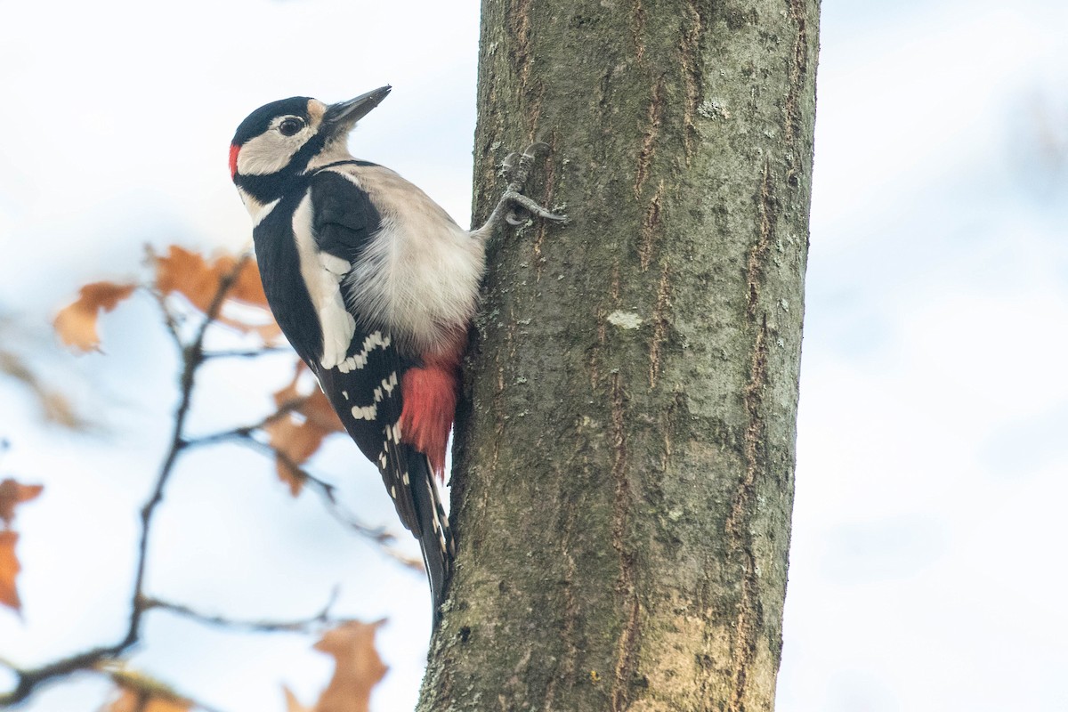 Great Spotted Woodpecker - ML611751417