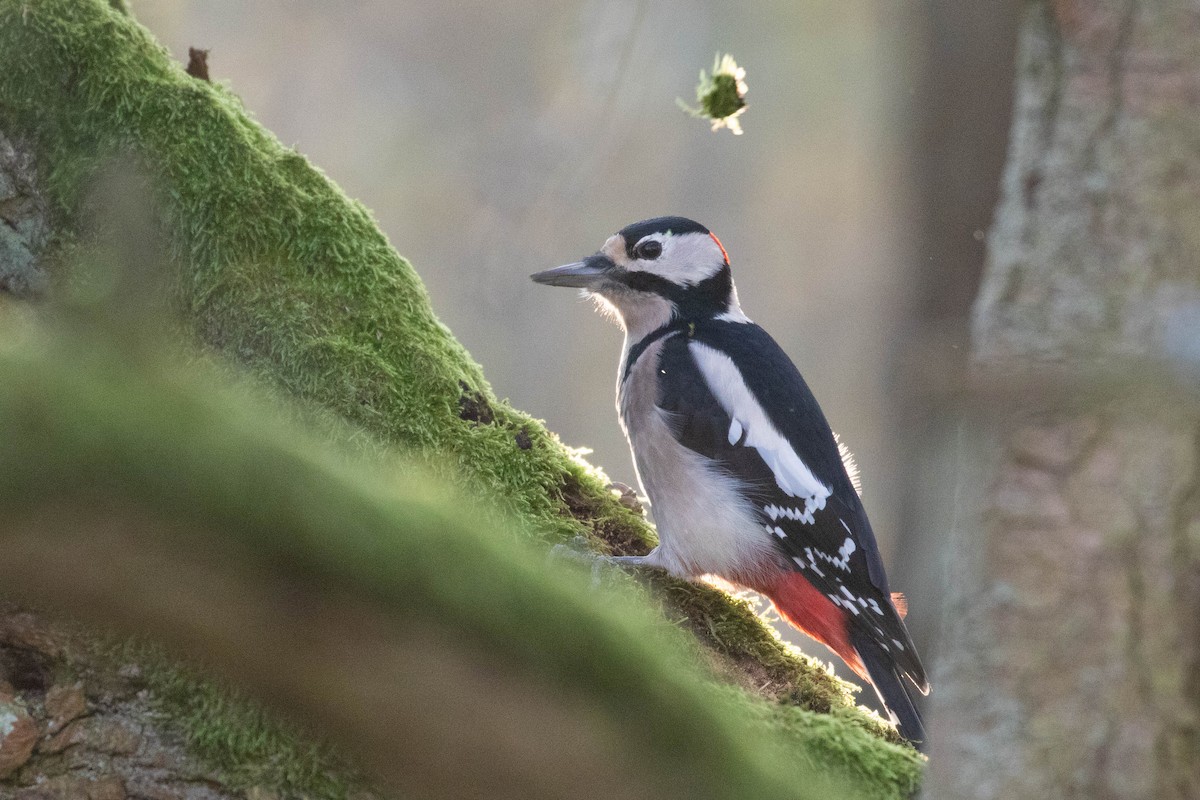 Great Spotted Woodpecker - ML611751419