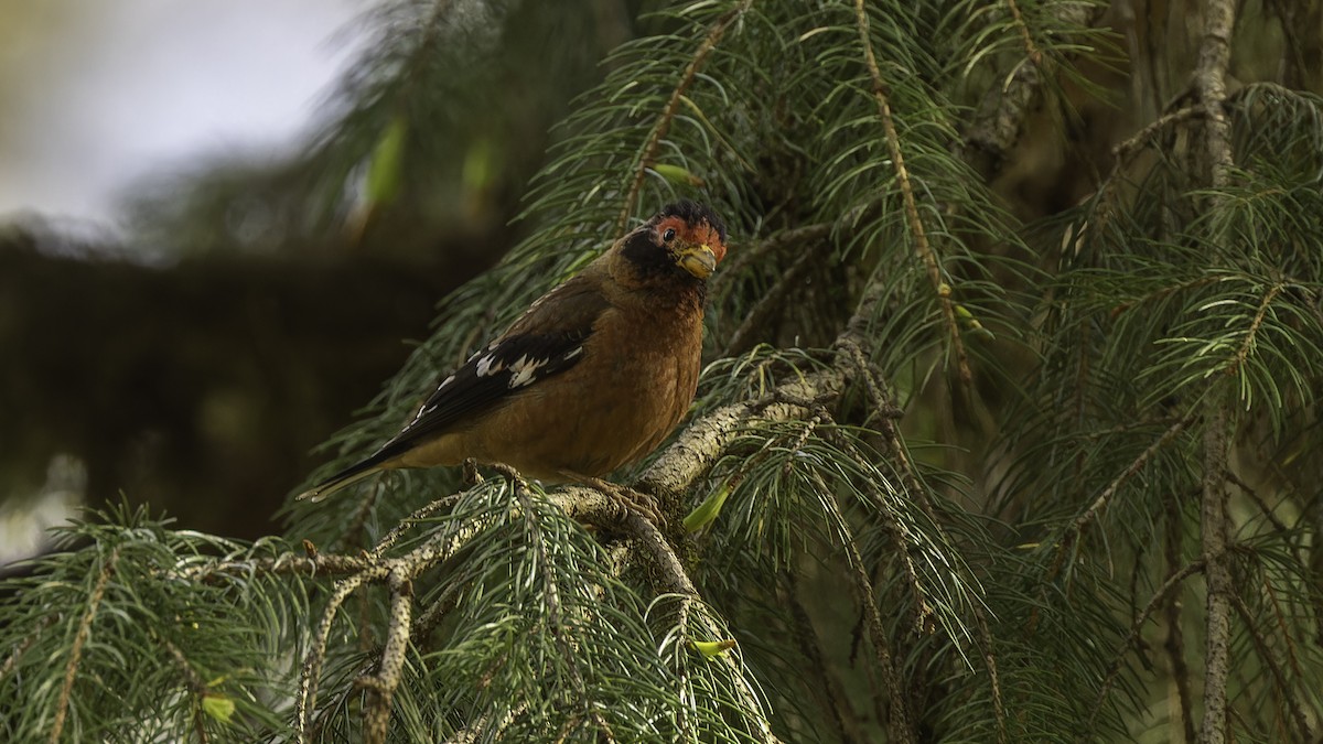 Spectacled Finch - Robert Tizard