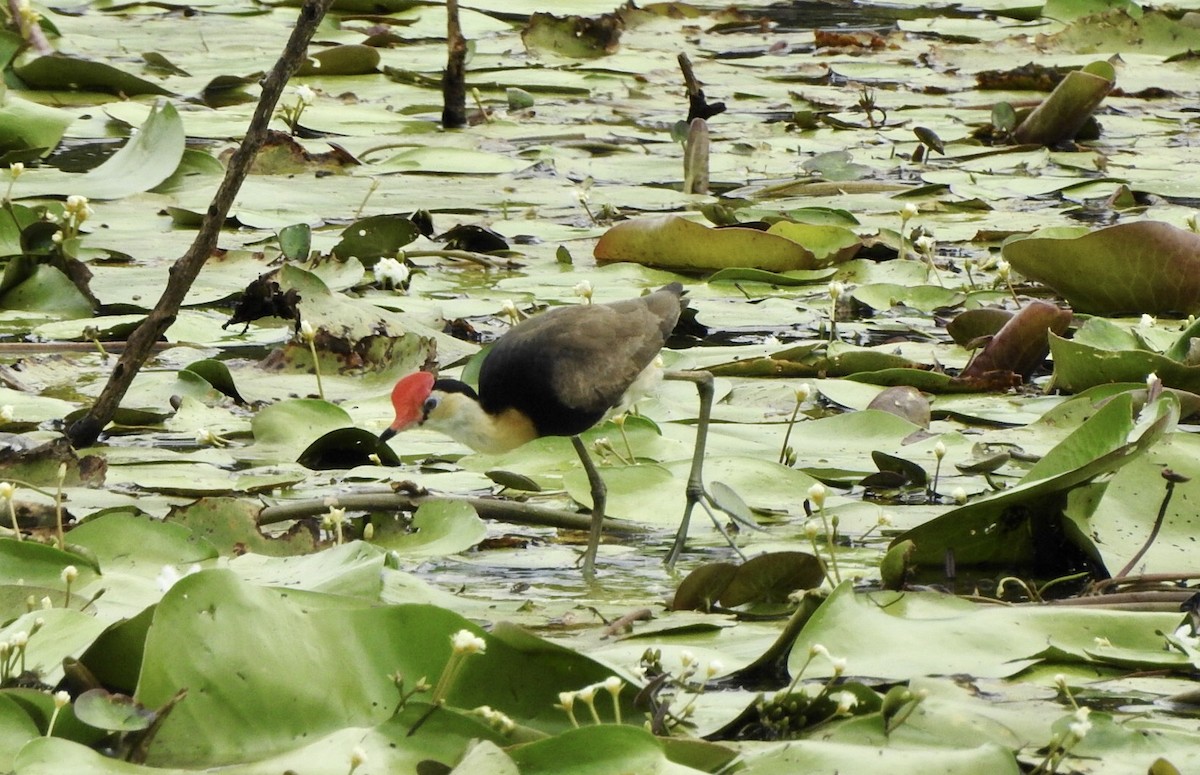 Comb-crested Jacana - Marion Roper