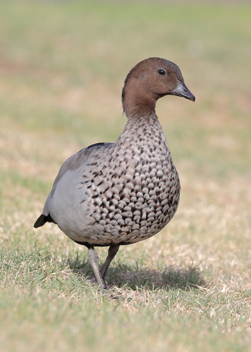 Maned Duck - ML611751568