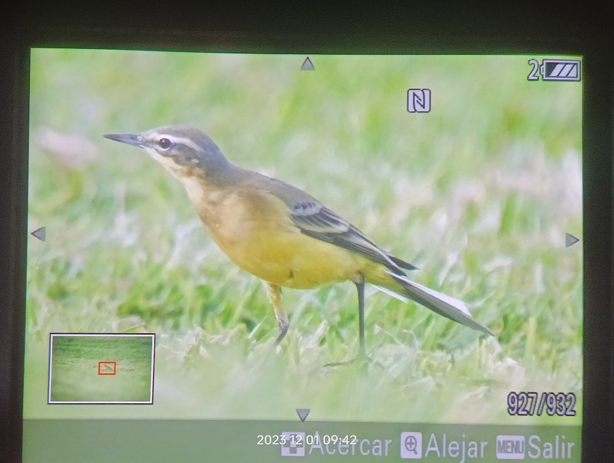 Western Yellow Wagtail - ML611751598