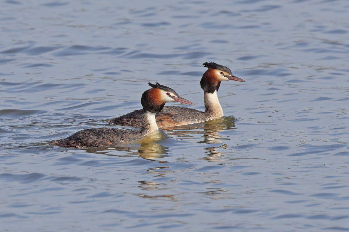 Great Crested Grebe - ML611751606