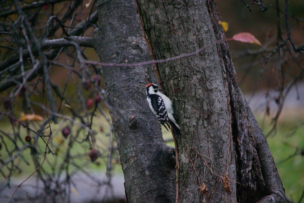 Downy Woodpecker - ML611751704