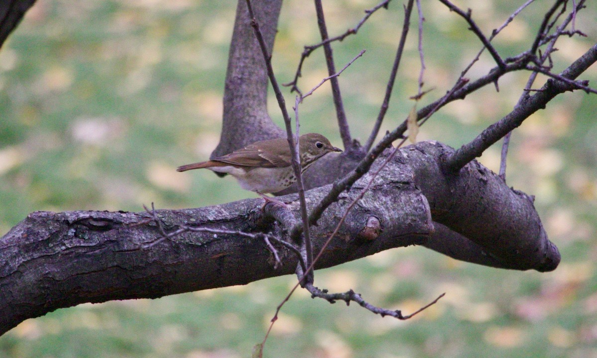 Hermit Thrush - ML611751731