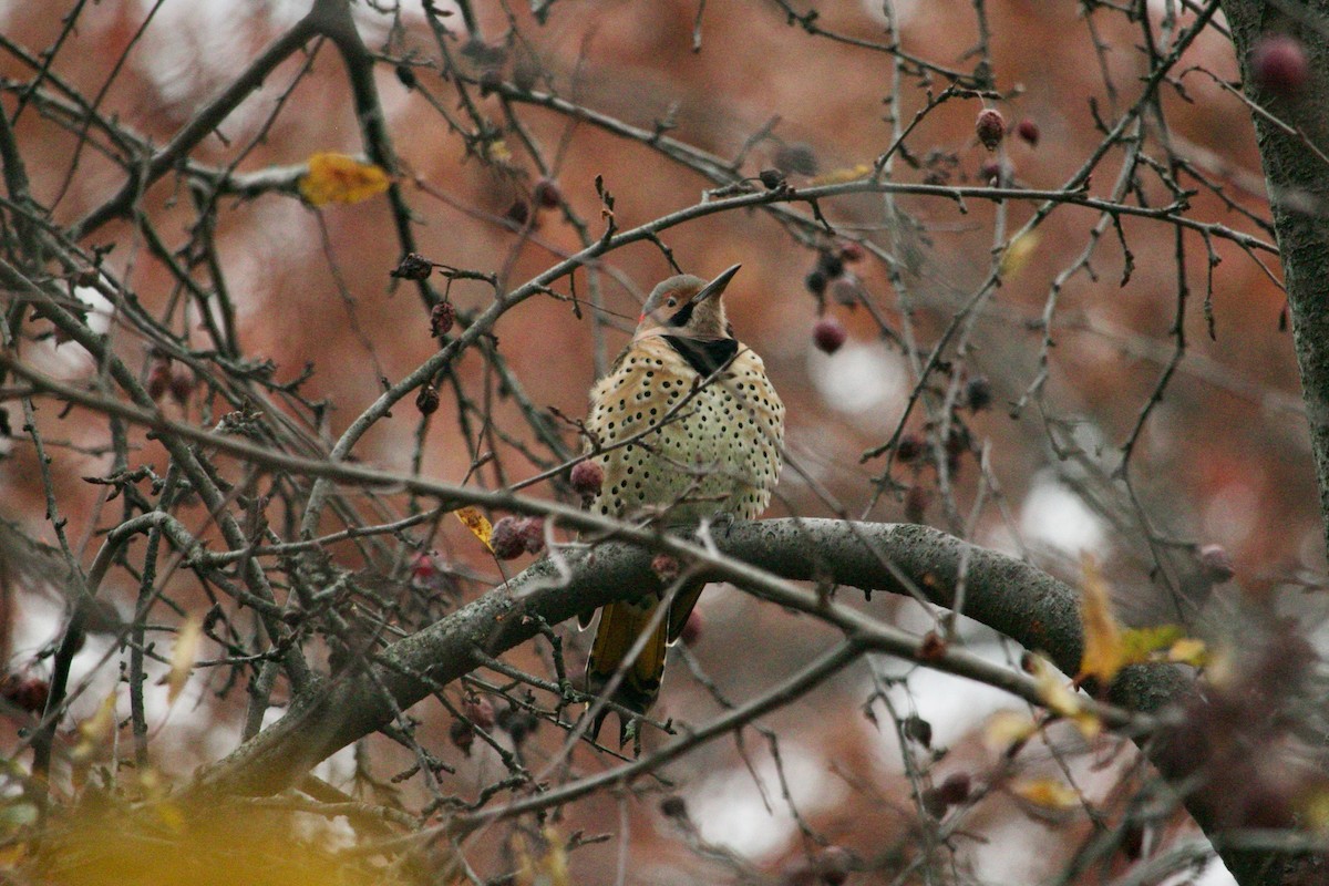 Northern Flicker - ML611751737