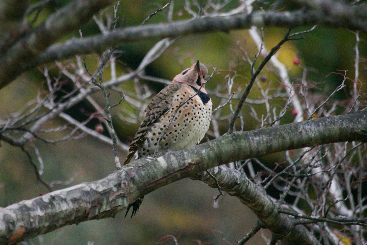 Northern Flicker - ML611751740