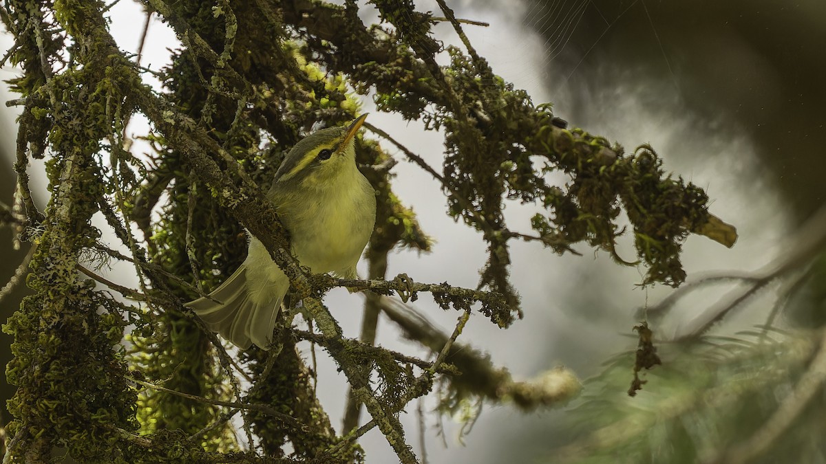 Western Crowned Warbler - Robert Tizard