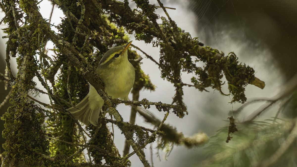 Western Crowned Warbler - ML611751809