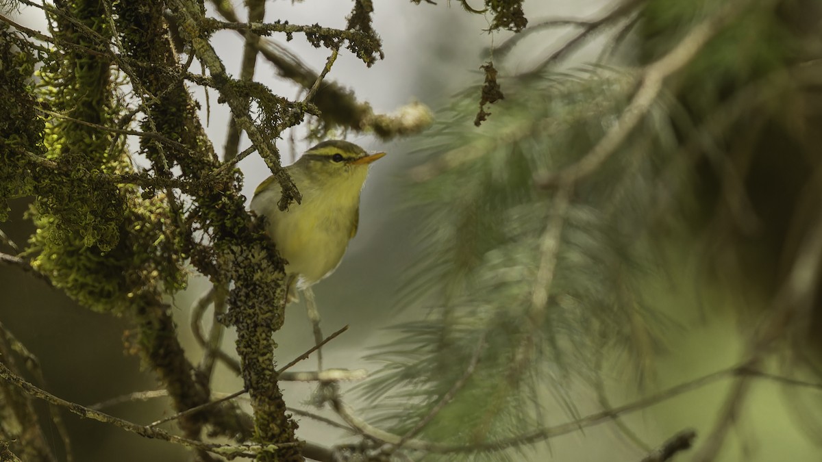 Western Crowned Warbler - Robert Tizard