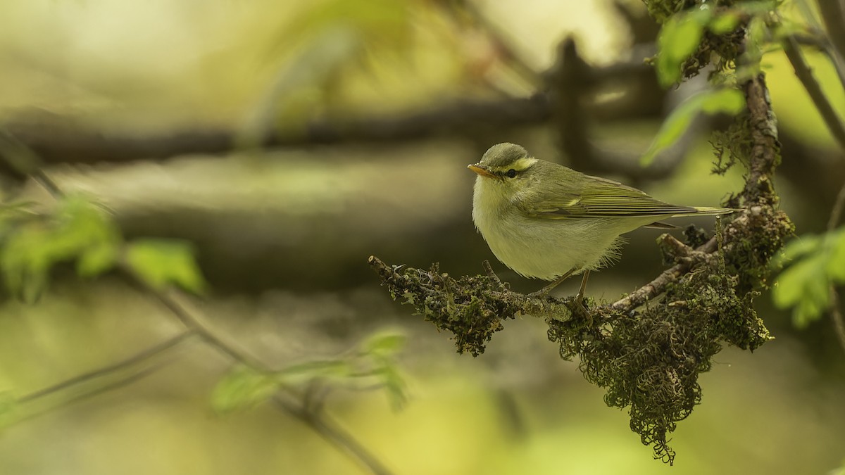 Western Crowned Warbler - Robert Tizard