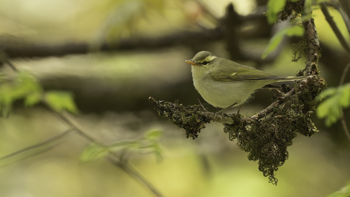 Western Crowned Warbler - Robert Tizard