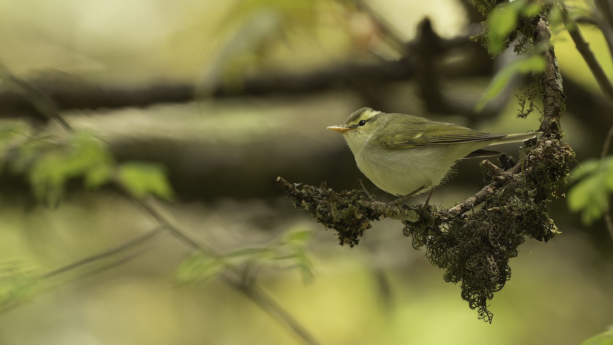 Western Crowned Warbler - Robert Tizard