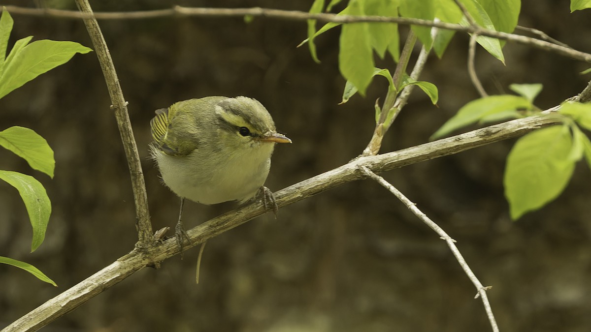 Western Crowned Warbler - Robert Tizard