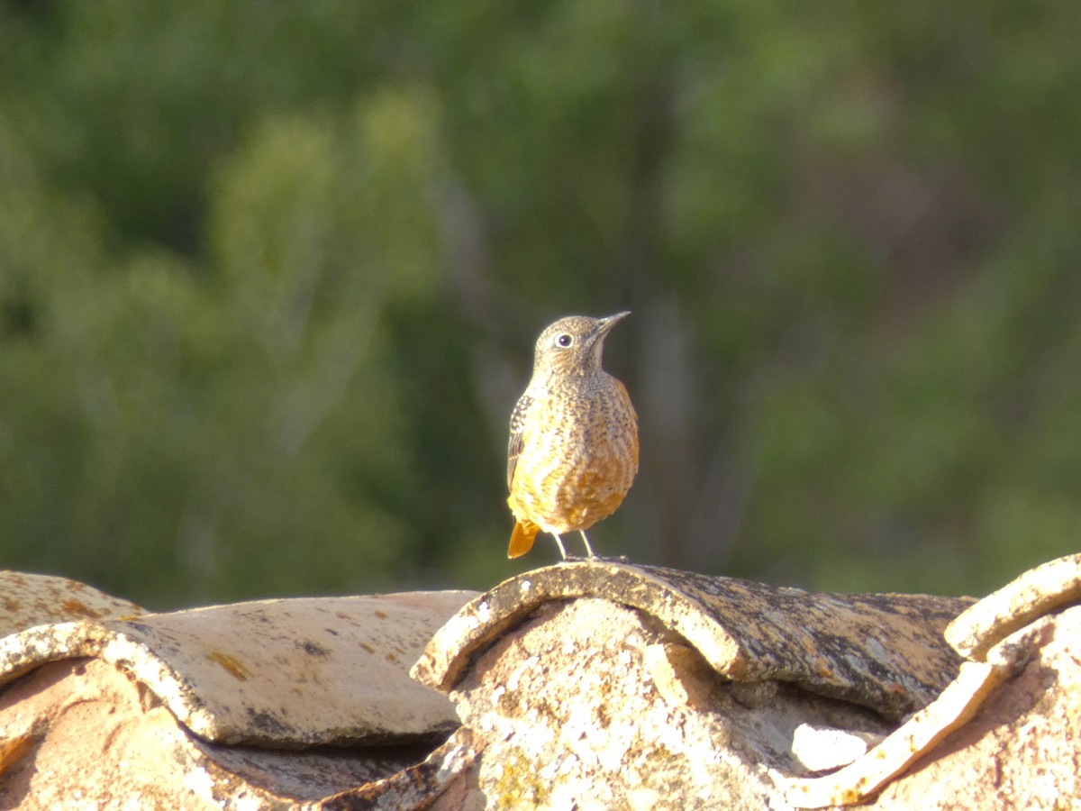 Rufous-tailed Rock-Thrush - ML611751933