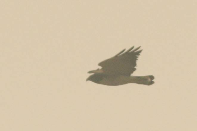 White-tailed Hawk - ML611751964