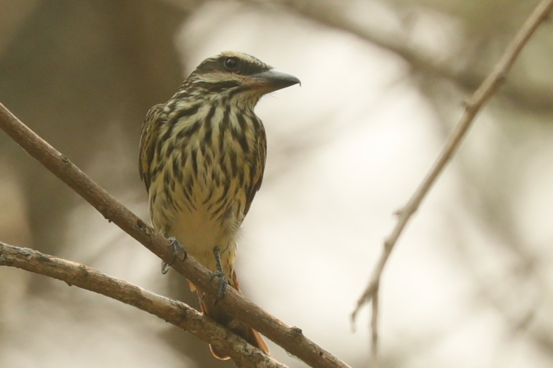 Streaked Flycatcher - ML611751994