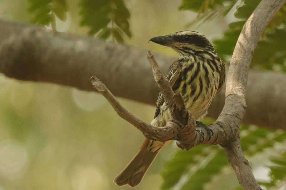 Streaked Flycatcher - ML611752005