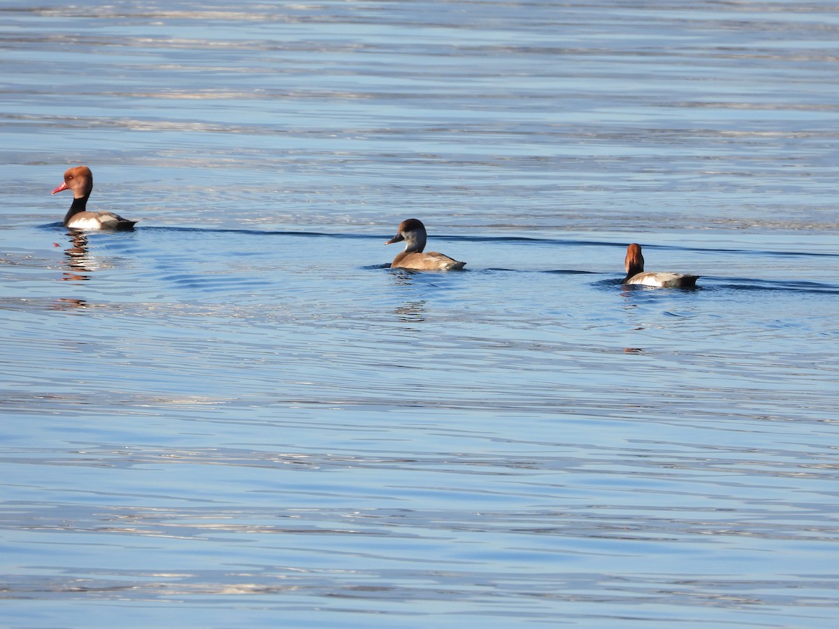 Red-crested Pochard - ML611752082