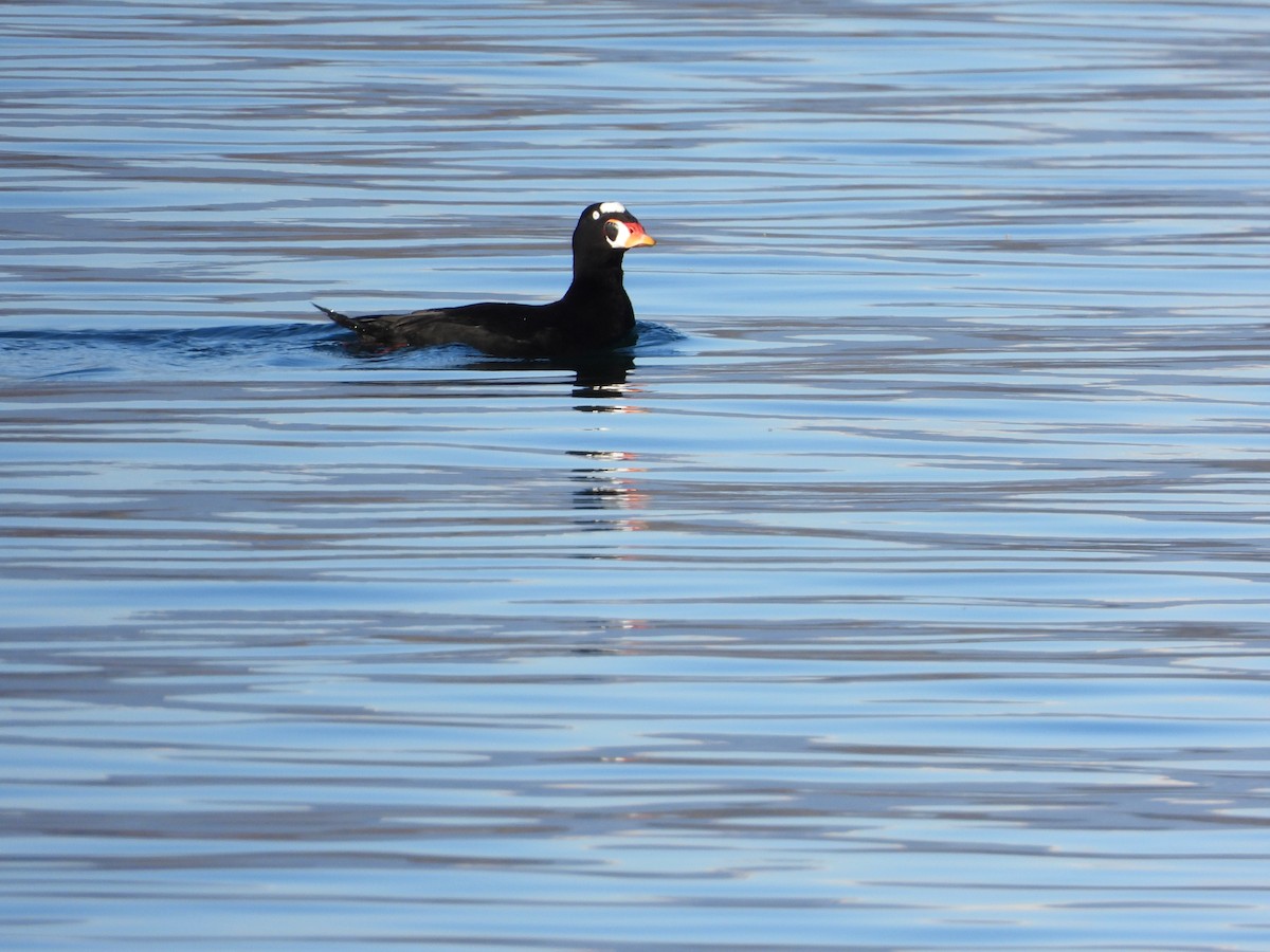 Surf Scoter - Helmut Pfeifenberger