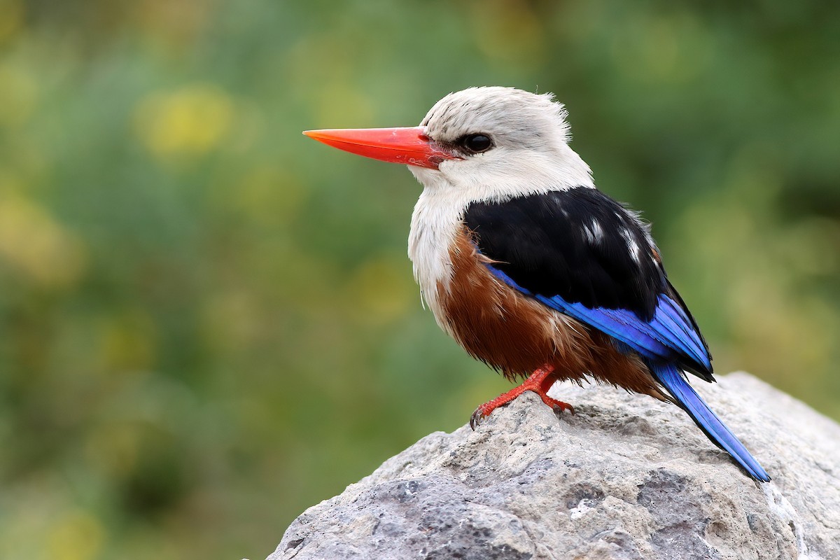 Gray-headed Kingfisher - ML611752153