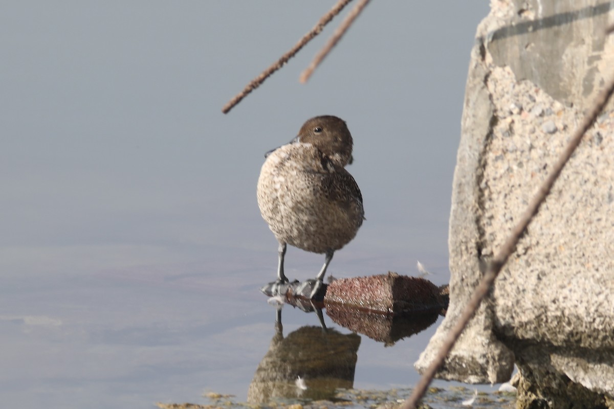 Northern Pintail - ML611752214